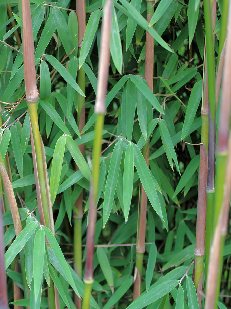 Fargesia ‘Jiuzhaigou 1' direct uit de kwekerij