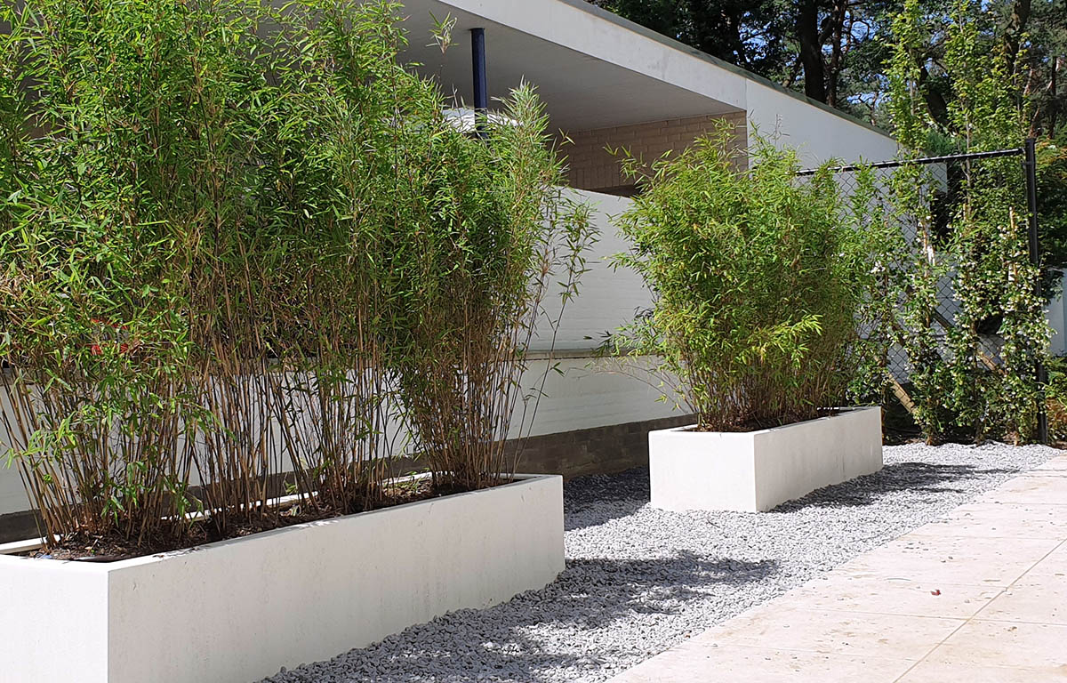 Fargesia niet woekerende Bamboe