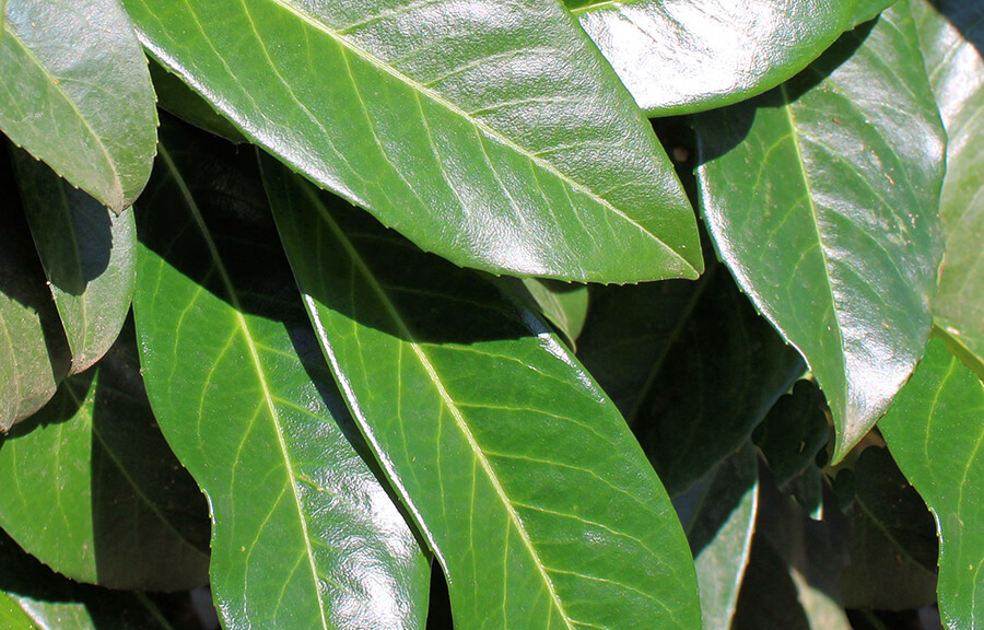 Laurier Genolia