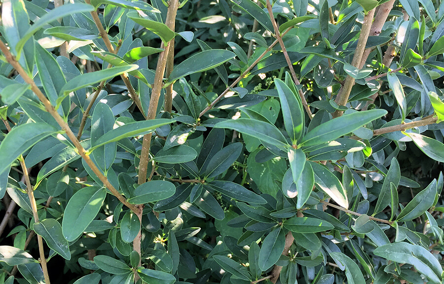 Ligustrum vulgare ‘Atrovirens’