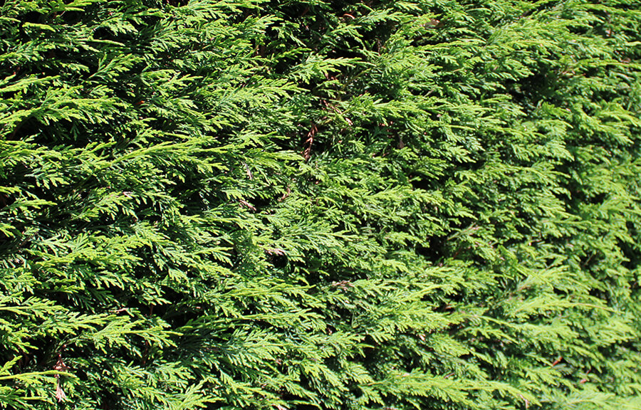 Thuja Brabant