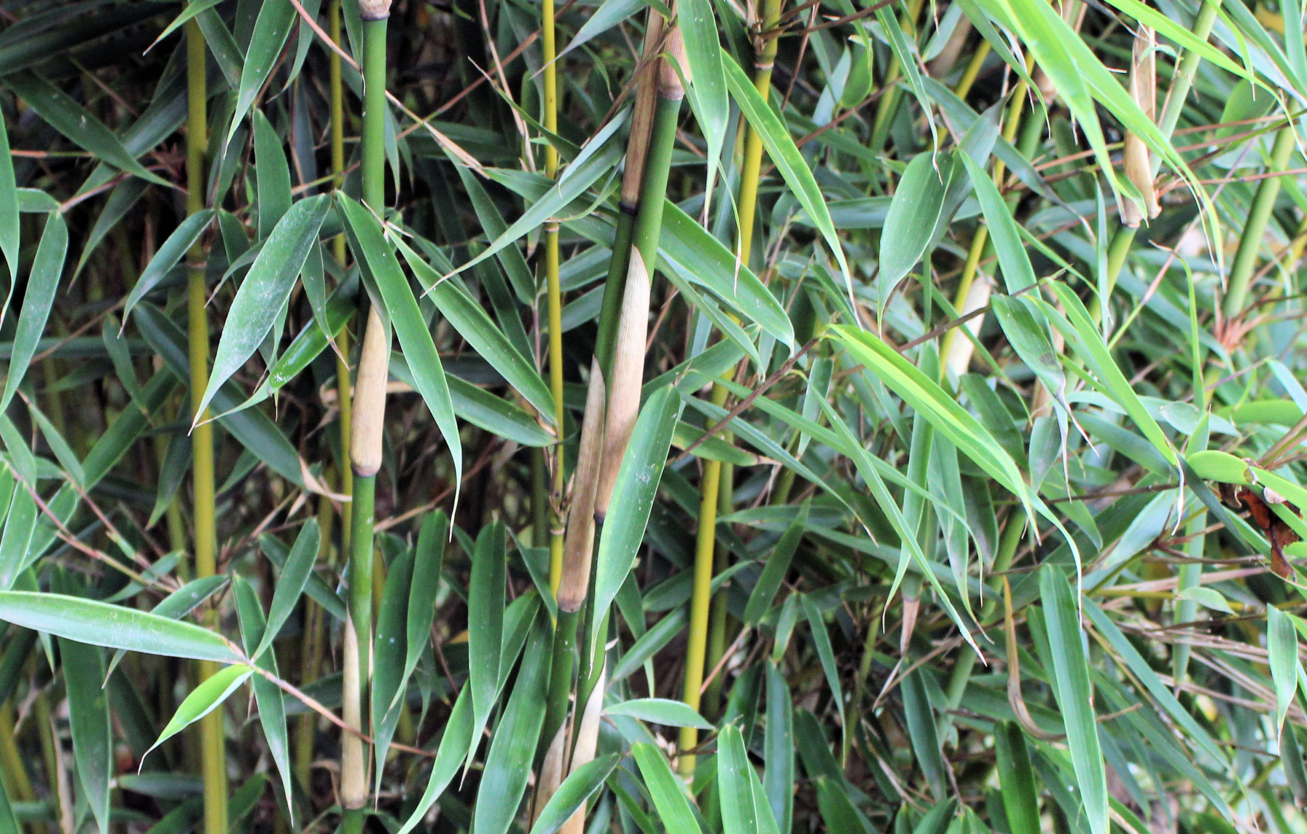 Fargesia Robusta Campbell