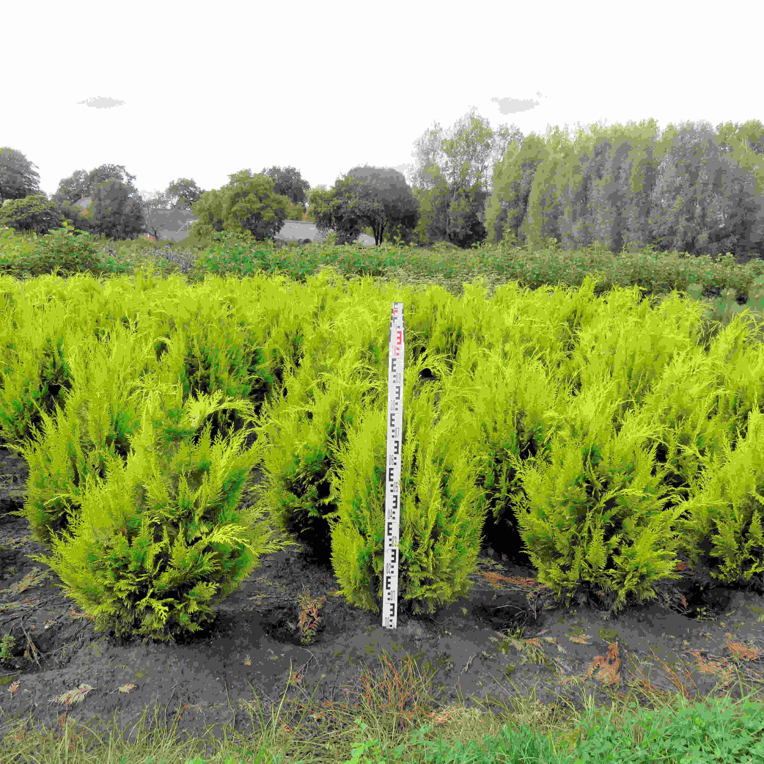 Conifeer Ivonne kopen  Chamaecyparis lawsoniana 'Ivonne'