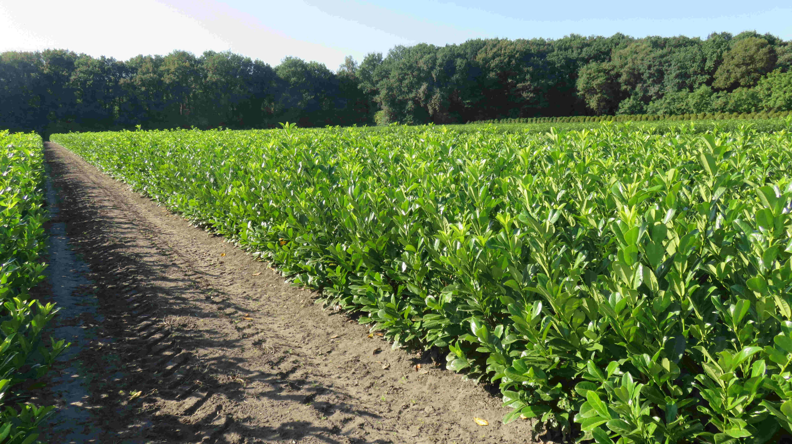 Laurier Rotundifolia