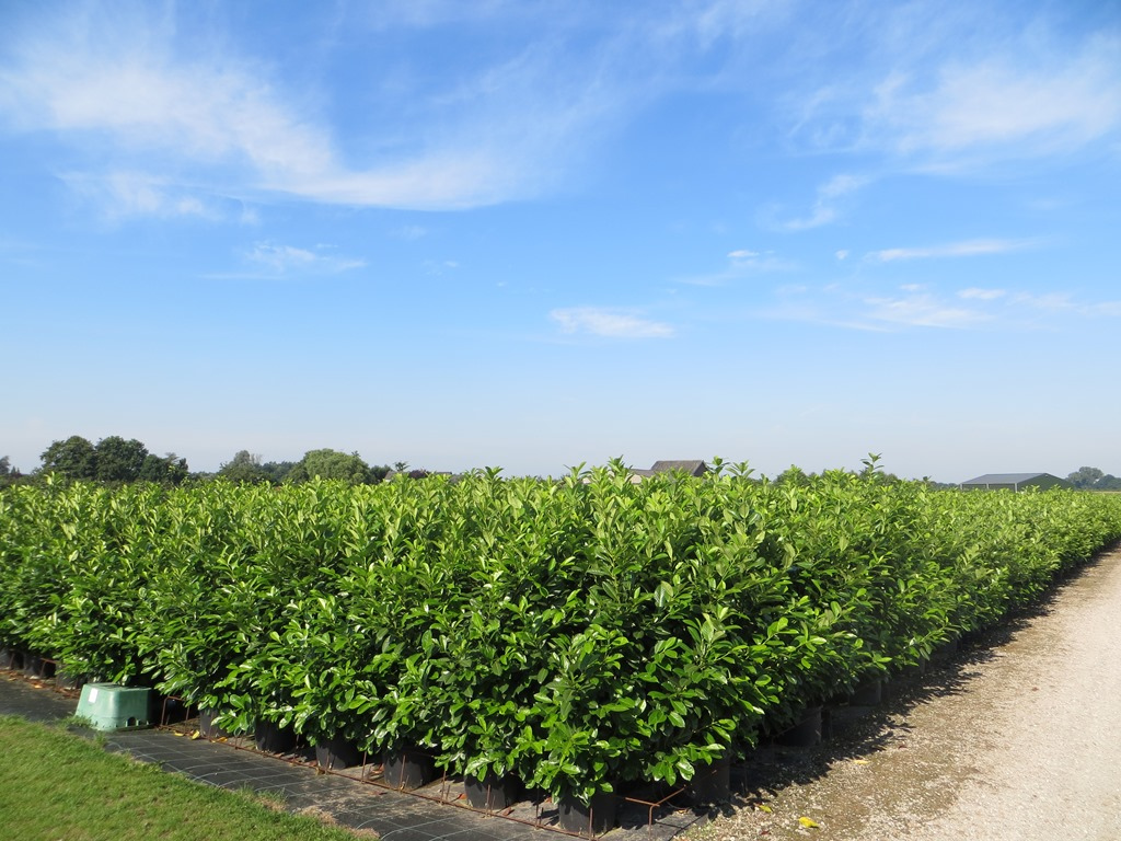 Laurier Rotundifolia>