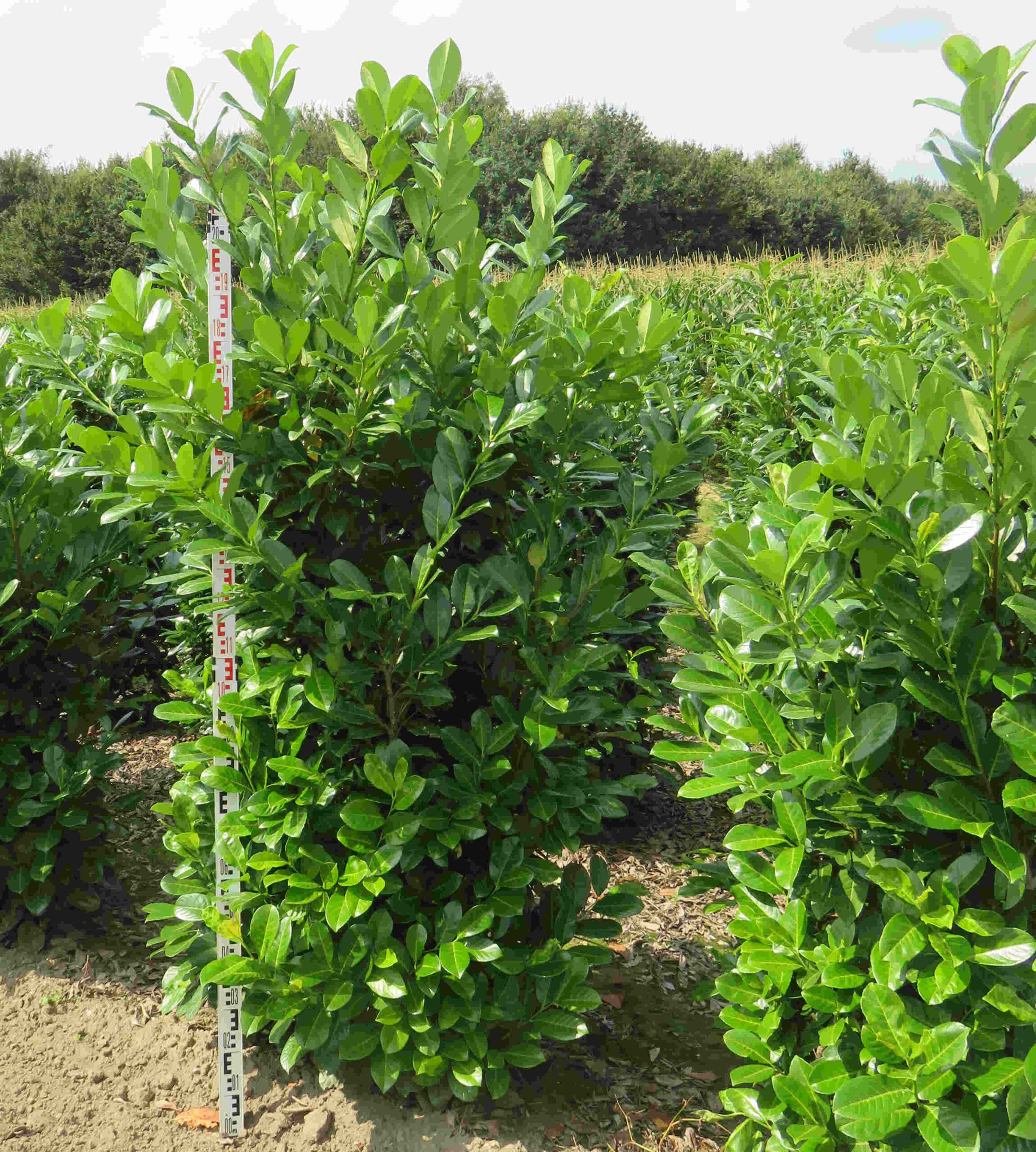Laurier Rotundifolia Prunus laurocerasus ‘Rotundifolia’ kopen