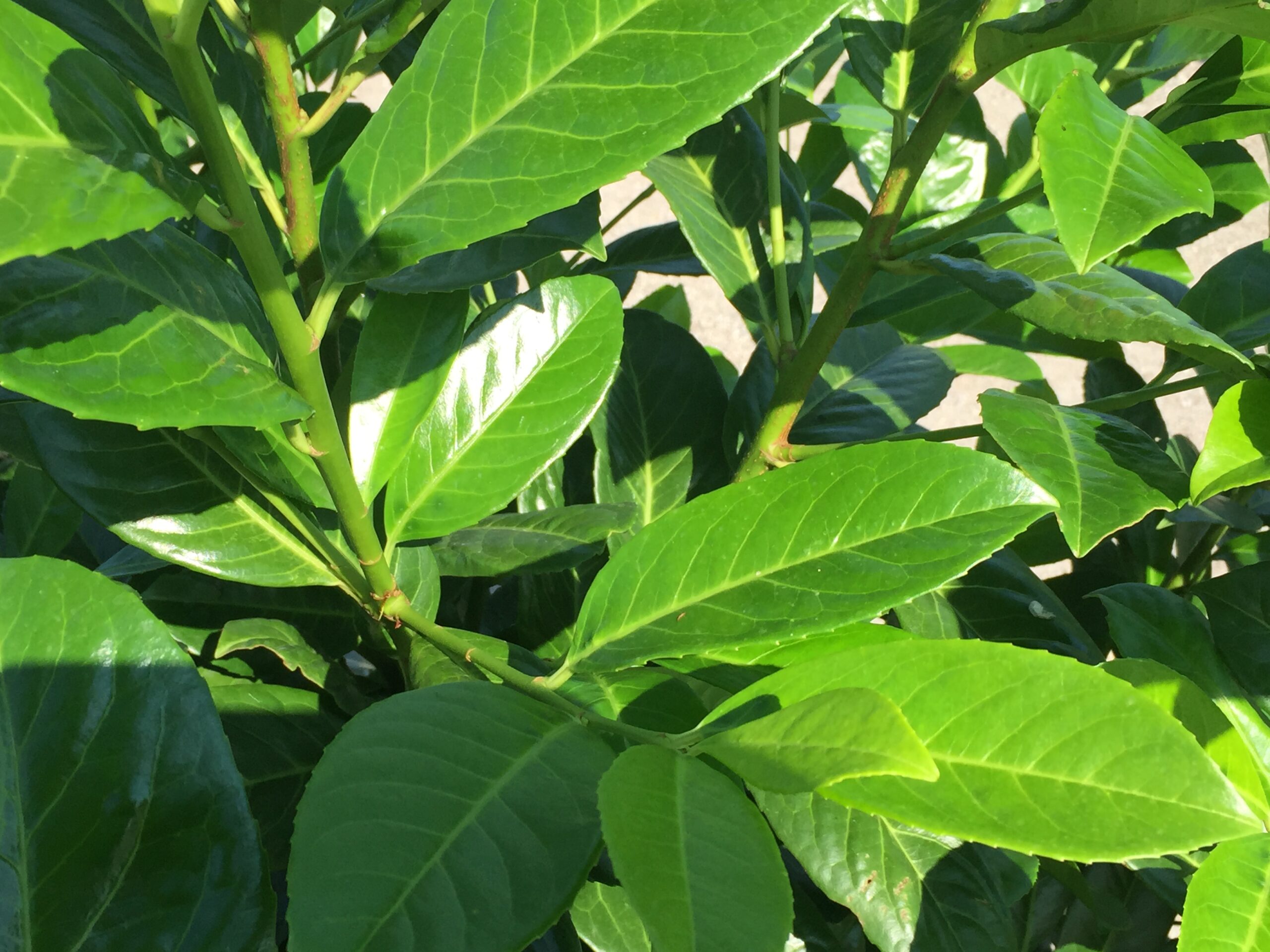 Laurier Rotundifolia>