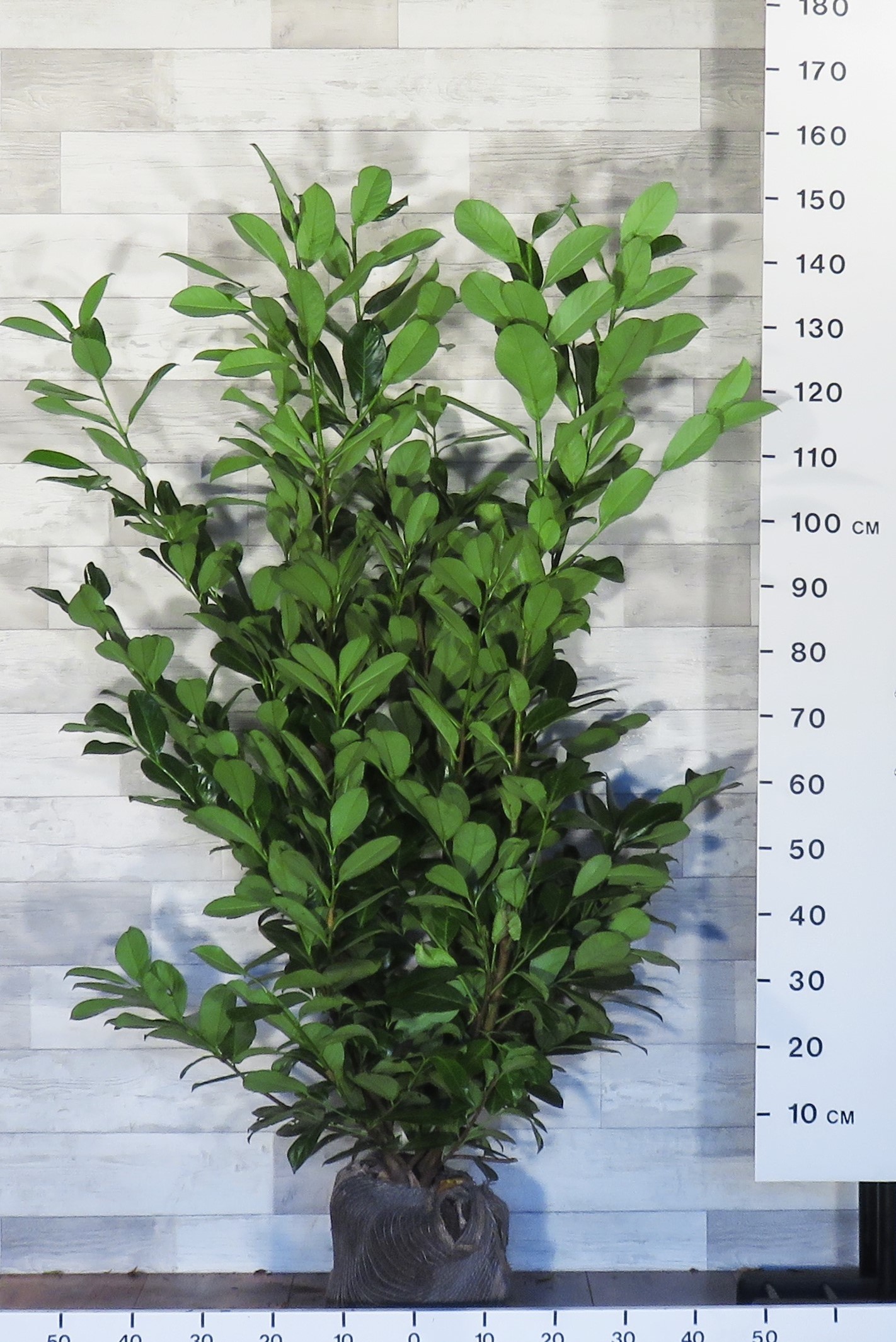 Laurier Rotundifolia>