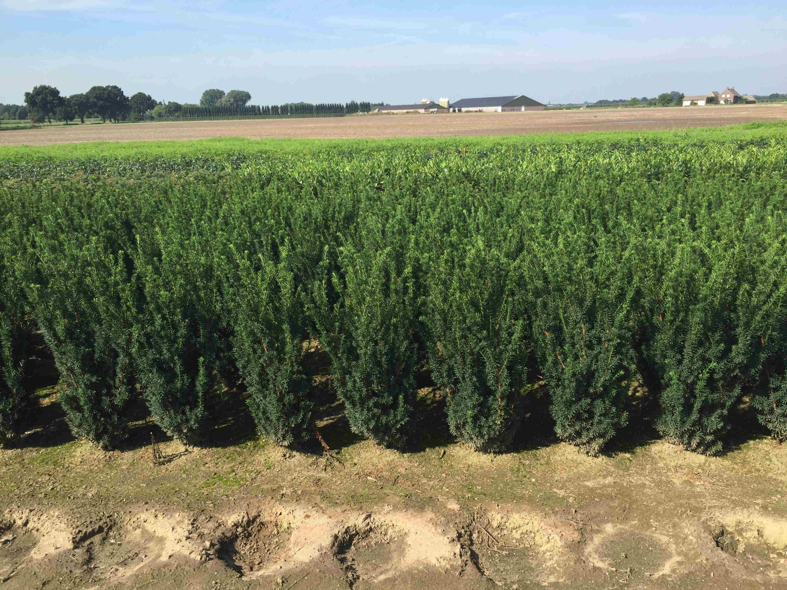 Taxus media ‘Hillii’