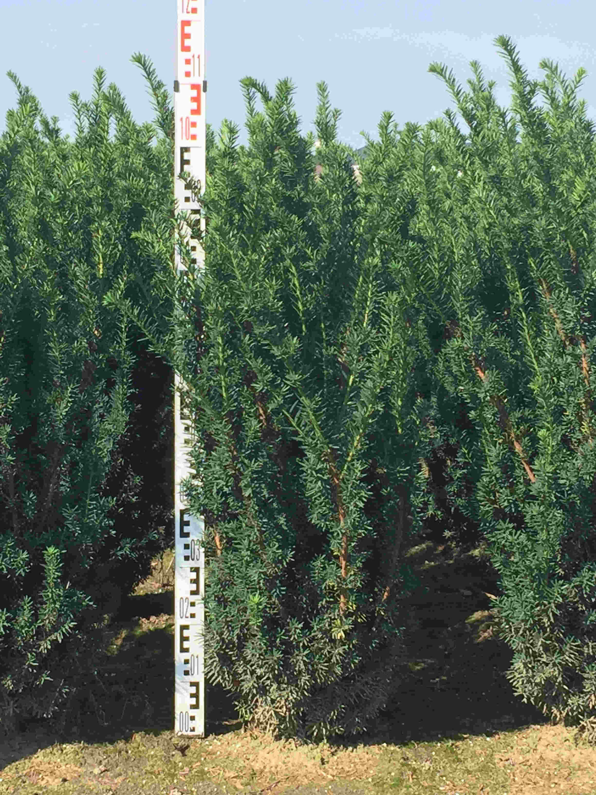 Taxus media ‘Hillii’