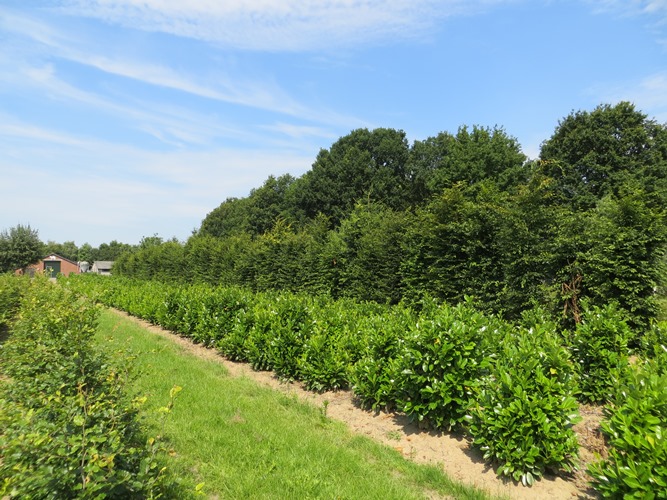 Laurier Rotundifolia>